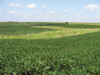 Native Prairie Strips: A Game-Changing Farming Technique Image